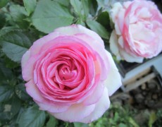 Rosen im Garten…