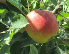 Neuigkeiten vom Apfelbaum