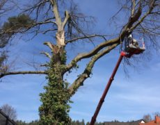 Vorschau: Ein Gartenauftrag nach Sturmtief Xavier