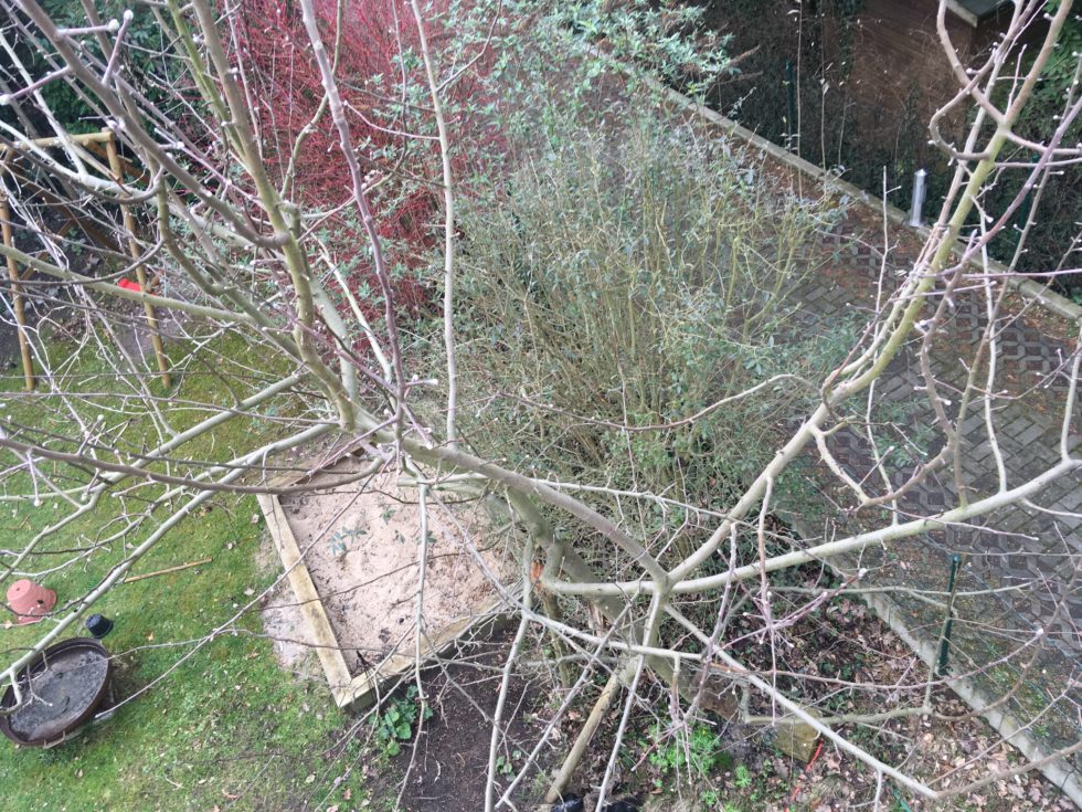 Ich lege Hand an Baumschnitt Welt der Blüten