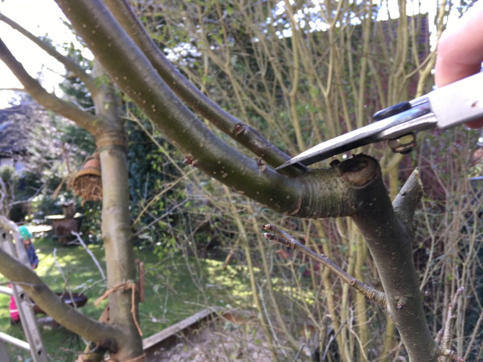 Ich lege Hand an Baumschnitt Welt der Blüten